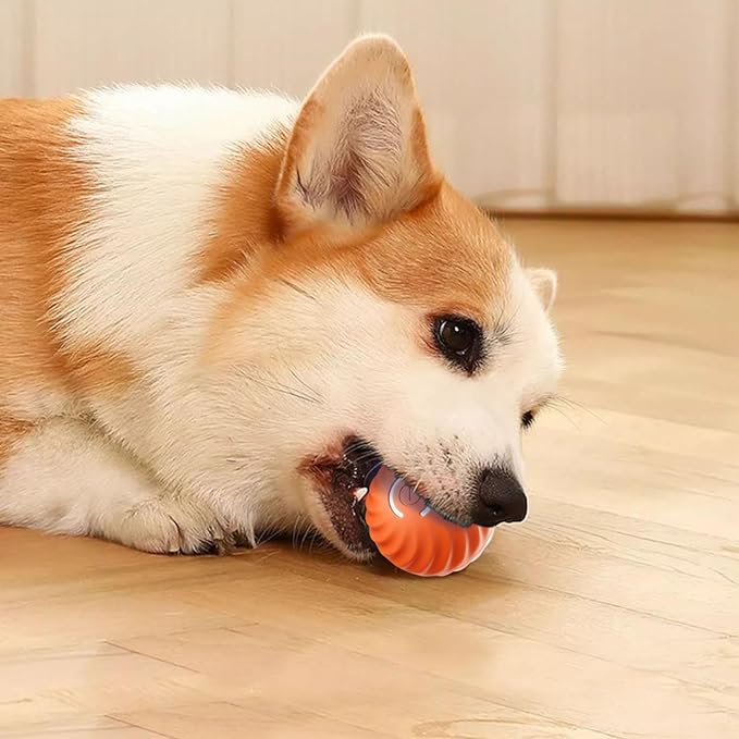 Intelligens labda kutyáknak 🐶