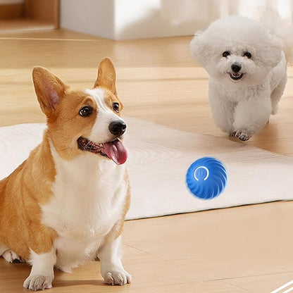 Intelligens labda kutyáknak 🐶
